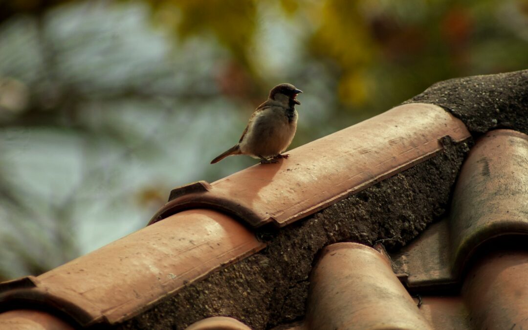 black and gray bird standing on house roof