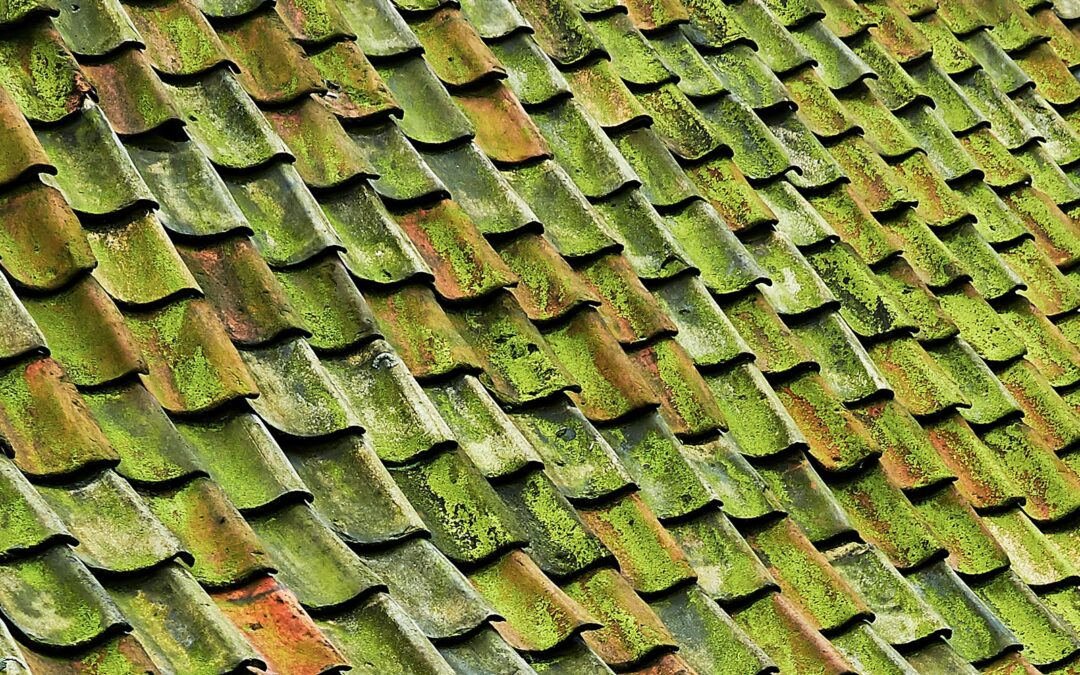 close-up photo of green shingle roof
