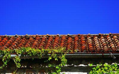 Un couvreur à Paris peut-il poser une toiture végétalisée ?