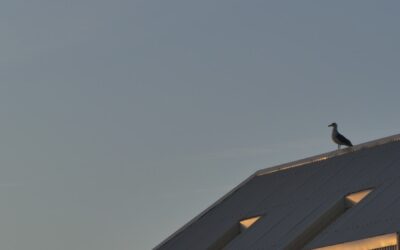 Quels sont les signes indiquant qu’un nettoyage toiture Boulogne-Billancourt est nécessaire ?